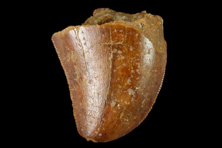 Bargain, Baby Carcharodontosaurus Tooth - Morocco #159305